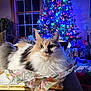 calico_cat, cat, christmas_tree, colorful_lights, cozy, curtains, decorations, festive, fluffy, furniture, gifts, holiday, holiday_lights, indoor, living_room, notebooks, pet, relaxed, tissue_paper, window