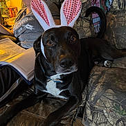 Spot is registered to the contest to win money with this photo: dog, bunny_ears, black_dog, couch, person, glasses, book, binder, indoor, camouflage, fabric, seated_person, pet, animal, costume, living_room, wood_floor, collar, face, ears