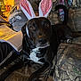 dog, bunny_ears, black_dog, couch, person, glasses, book, binder, indoor, camouflage, fabric, seated_person, pet, animal, costume, living_room, wood_floor, collar, face, ears