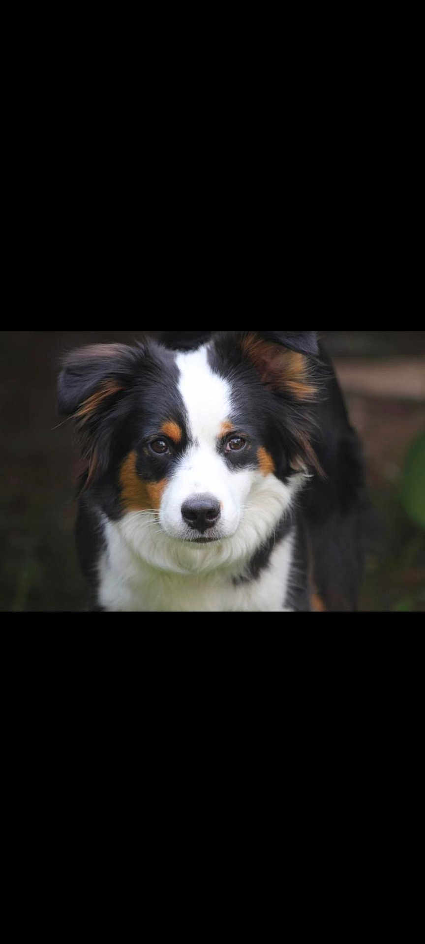 Roméo a rejoint le concours — aidez-le/la à gagner de superbes lots ! dog, close_up, black, white, brown, fluffy, fur, portrait, animal, pet, outdoor, nature, canine, face, looking, cute, friendly, ears, nose, eyes