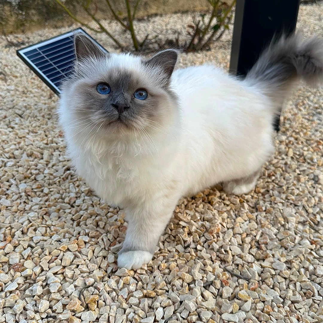 Willow a rejoint le concours — aidez-le/la à gagner de superbes lots ! animal, blue_eyes, cat, close_up, curious, daylight, fluffy, focused, garden, gray_fur, mammal, outdoor, pebbles, pet, plants, small_rocks, tail_up, trash_bins, walking, white_fur