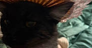 Destiny joined the competition — help win amazing prizes! cat, black_cat, hat, lace, blurry, indoor, blanket, bedding, fur, pet, animal, domestic_animal, feline, face, ears, closeup, cozy, resting, soft, cute