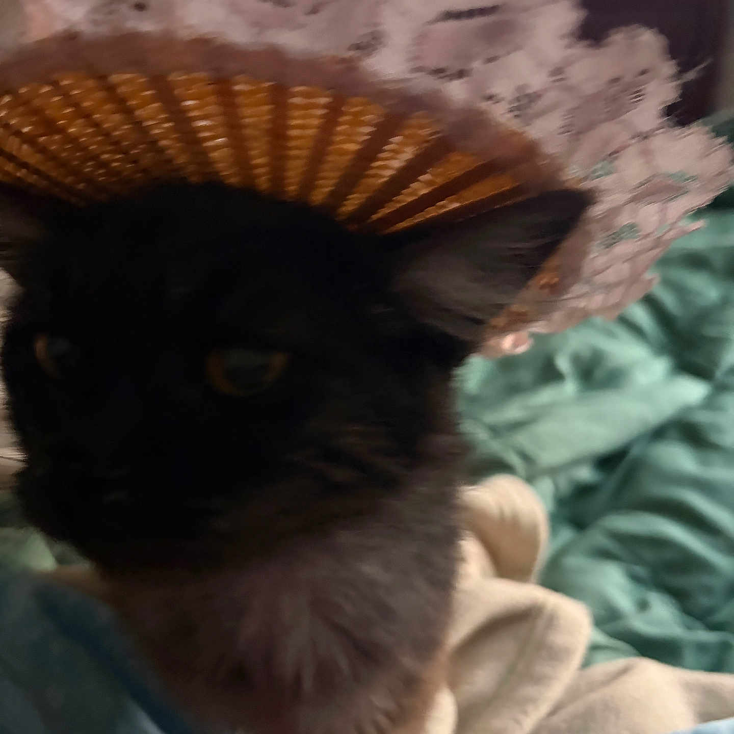 Destiny joined the competition — help win amazing prizes! cat, black_cat, hat, lace, blurry, indoor, blanket, bedding, fur, pet, animal, domestic_animal, feline, face, ears, closeup, cozy, resting, soft, cute