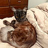 Destiny is registered to the contest to win money with this photo: cat, pet, animal, feline, fur, bed, blanket, dormitory, furniture, indoor, relaxing, resting, cozy, cute, eyes, whiskers, ears, tail, domestic, warm