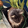 Destiny joined the competition — help win amazing prizes! cat, basket, plant, indoor, furry, pet, cozy, feline, green, decor, closeup, home, curled_up, soft, brown, leaf, container, cute, animal, resting