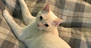 Simba is registered to the contest to win money with this photo: animal, blanket, cat, cozy, cute, domestic_animal, ear, fabric, feline, fur, indoor, mammal, paw, pet, plaid, relaxing, resting, soft, whiskers, white_cat