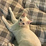 Simba is registered to the contest to win money with this photo: animal, blanket, cat, cozy, cute, domestic_animal, ear, fabric, feline, fur, indoor, mammal, paw, pet, plaid, relaxing, resting, soft, whiskers, white_cat