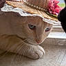Simba joined the competition — help win amazing prizes! animal, blue_eyes, cat, close_up, curious, cute, face, feline, flower, hat, indoor, natural_light, paws, pearls, pet, resting, soft_light, straw_hat, whiskers, window