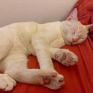 Simba joined the competition — help win amazing prizes! animal, bed, blanket, cat, cozy, cream_colored, cute, domestic_cat, feline, fur, indoor, paws, pet, pink_paw_pads, red, relaxing, resting, sleeping, soft, whiskers