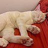 animal, bed, blanket, cat, cozy, cream_colored, cute, domestic_cat, feline, fur, indoor, paws, pet, pink_paw_pads, red, relaxing, resting, sleeping, soft, whiskers