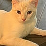 Simba is registered to the contest to win money with this photo: animal, cat, closeup, cute, domestic_cat, ears, eyes, feline, fur, indoor, nose, paw, pet, portrait, relaxing, resting, table, warm_light, whiskers, white_cat