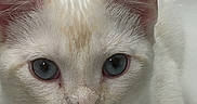 Simba is registered to the contest to win money with this photo: animal, blue_eyes, cat, close_up, cream_fur, curious, cute, detailed, domestic_cat, ears, face, feline, fur, indoor, looking, pet, pink_nose, portrait, soft_light, whiskers