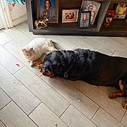 Simba is registered to the contest to win money with this photo: animal, black_dog, cat, companion, cozy, decor, dog, domestic, flooring, furniture, home, indoor, peaceful, pet, photoframes, quiet, resting, shelf, white_cat, wooden_floor