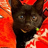 Venus joined the competition — help win amazing prizes! animal, bell, black_kitten, blanket, cat, close_up, collar, cozy, cute, eyes, fur, indoor, kitten, pet, red_blanket, small, soft_texture, whiskers, white_pattern, young