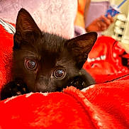 Venus joined the competition — help win amazing prizes! animal, black_kitten, blurred_background, cat, close_up, cozy, curious, cute, domestic, drink, feline, furry, indoor, person, pet, red_blanket, relaxed, soft_texture, wide_eyes, young