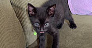 Venus is registered to the contest to win money with this photo: animal, black_cat, cat, couch, cozy, curious, cute, domestic_animal, feline, furniture, green_tag, indoor, kitten, living_room, pet, pillows, playful, small, tongue_out, young