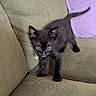 Venus is registered to the contest to win money with this photo: kitten, cat, black_cat, pet, indoor, couch, pillows, green_tag, tongue_out, curious, small, feline, cute, domestic_animal, young, furniture, cozy, living_room, playful, animal