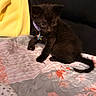 Venus joined the competition — help win amazing prizes! kitten, black_cat, pet, collar, star_charm, quilt, blanket, floral_pattern, indoor, cute, small_animal, feline, fur, sitting, young, domestic_animal, curious, cozy, bed, yellow_fabric
