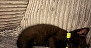 Venus joined the competition — help win amazing prizes! black_cat, kitten, sleeping, yellow_collar, couch, grey_fabric, cozy, pet, nap, indoor, furniture, soft_texture, resting, animal, cute, small, domestic_cat, relaxing, fur, close_up
