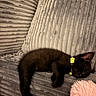 black_cat, kitten, sleeping, yellow_collar, couch, grey_fabric, cozy, pet, nap, indoor, furniture, soft_texture, resting, animal, cute, small, domestic_cat, relaxing, fur, close_up