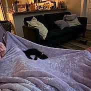 Venus is registered to the contest to win money with this photo: dog, black_dog, blanket, sofa, pillow, kitchen, couch, living_room, interior, nap, pet, home, modern, floor, wood_floor, pillows, water_bottle, refrigerator, countertop, cozy