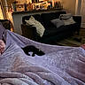 dog, black_dog, blanket, sofa, pillow, kitchen, couch, living_room, interior, nap, pet, home, modern, floor, wood_floor, pillows, water_bottle, refrigerator, countertop, cozy