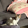 Maui is registered to the contest to win money with this photo: cat, cat_bed, cozy, curious, cute, domestic_cat, floor, furniture, gray_couch, indoor, kitten, looking, pet, pink_blanket, pink_pillow, resting, striped_cat, tabby, white_fur, young_cat