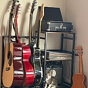 Maui joined the competition — help win amazing prizes! amplifier, black_metal, brown_guitar, cat, curious, floor, furniture, guitar, home, indoor, kitten, music, musical_instrument, pet, red_guitar, shelf, small_animal, string_instrument, vinyl_records, wood_floor