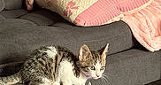 Maui joined the competition — help win amazing prizes! animal, blanket, cat, couch, cozy, curious, cute, domestic, fur, furniture, home, indoor, kitten, pet, pillow, resting, soft_texture, tabby, white_fur, wood_floor