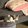 Maui joined the competition — help win amazing prizes! kitten, cat, pet, couch, pillow, blanket, furniture, indoor, cozy, fur, animal, wood_floor, tabby, white_fur, curious, resting, soft_texture, home, domestic, cute