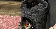 Maui is registered to the contest to win money with this photo: cat, kitten, black_cat, tabby_cat, cat_condo, pet_bed, indoor, couch, rug, floor, cozy, furniture, soft_toys, curious, resting, animal, home, domestic, cute, relaxing