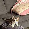 Maui is registered to the contest to win money with this photo: alert, cat, collar, couch, curious, cute, domestic_animal, floor, fur, furniture, gray, indoor, kitten, pet_bed, pillow, pink, small, star_tag, whiskers, young_animal