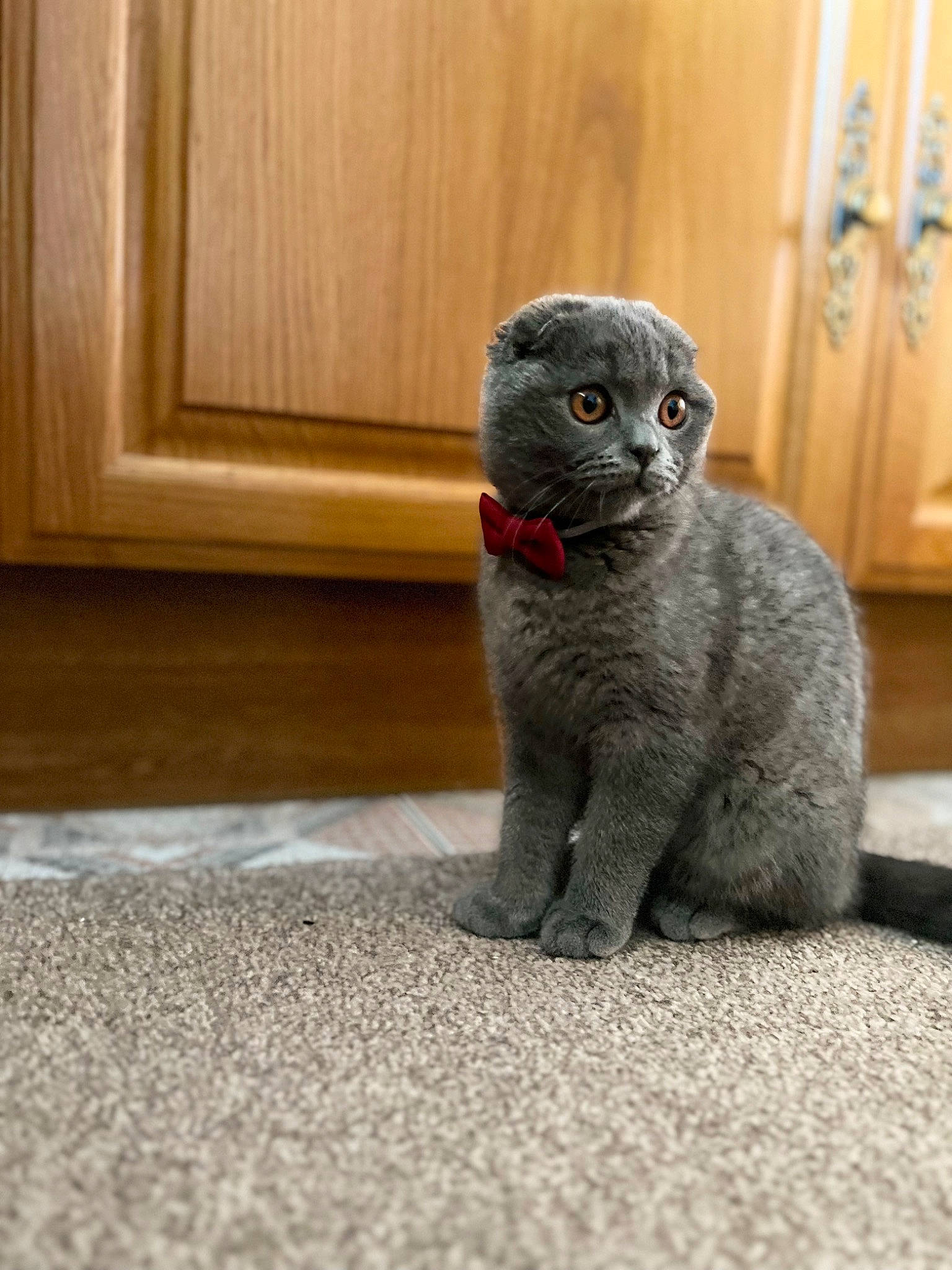 Chunks is registered to the contest to win money with this photo: art, cabinetry, carnivore, cat, claw, domestic_short_haired_cat, door, fawn, felidae, flooring, fur, grey, small_to_medium_sized_cats, snout, tail, terrestrial_animal, toy, whiskers, window, wood