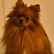 Chipie a rejoint le concours — aidez-le/la à gagner de superbes lots ! dog, pomeranian, fluffy, pet, animal, brown_coat, cute, portrait, indoors, furry, small_dog, face, ears, nose, whiskers, domestic_animal, looking_at_camera, companion, adorable, mammal