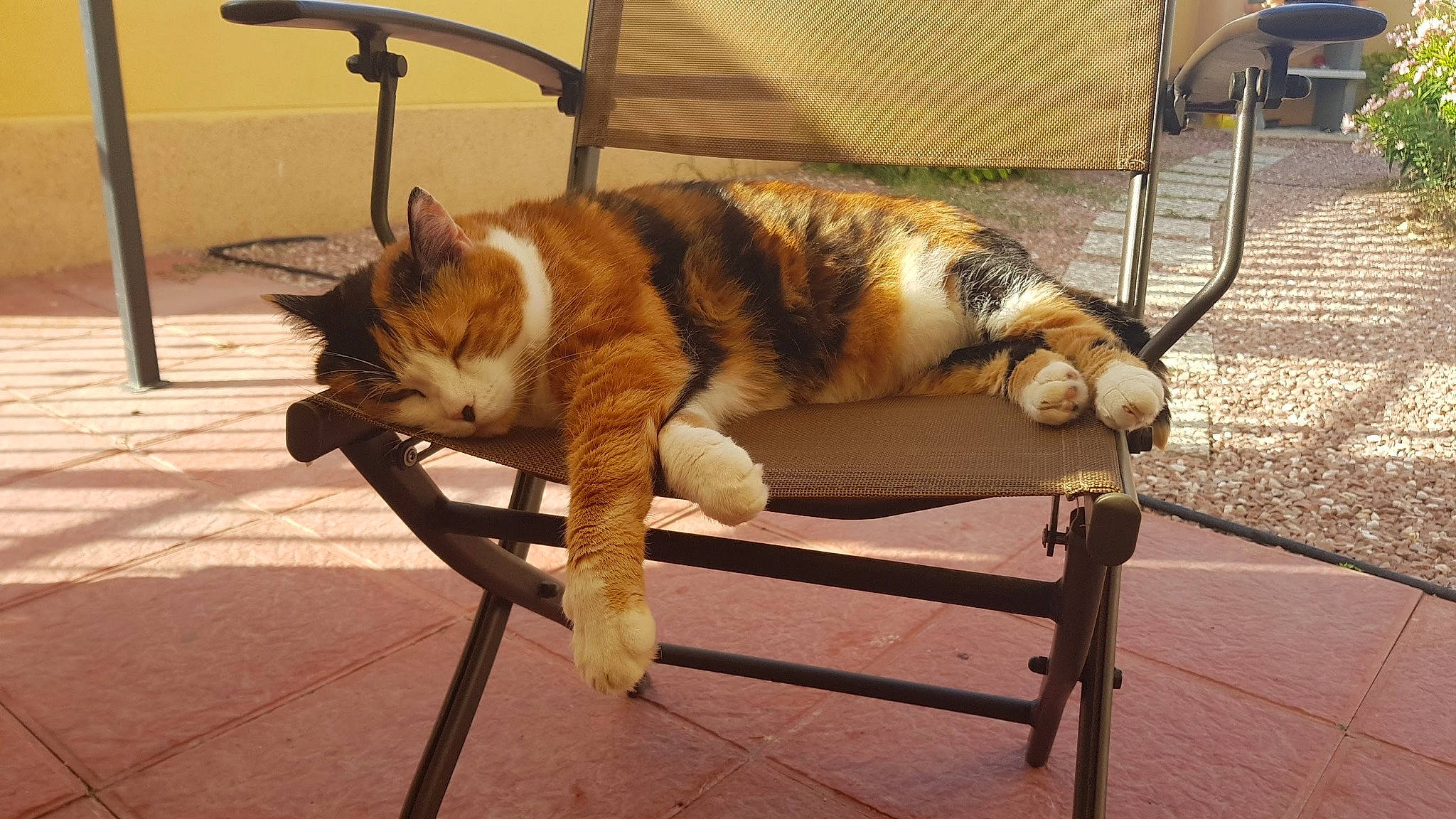 Maya participe au concours pour gagner de l'argent avec cette photo : bench, carnivore, cat, comfort, companion_dog, dog_breed, domestic_short_haired_cat, fawn, felidae, flooring, hardwood, outdoor_furniture, plant, small_to_medium_sized_cats, snout, sporting_group, tail, tree, whiskers, wood