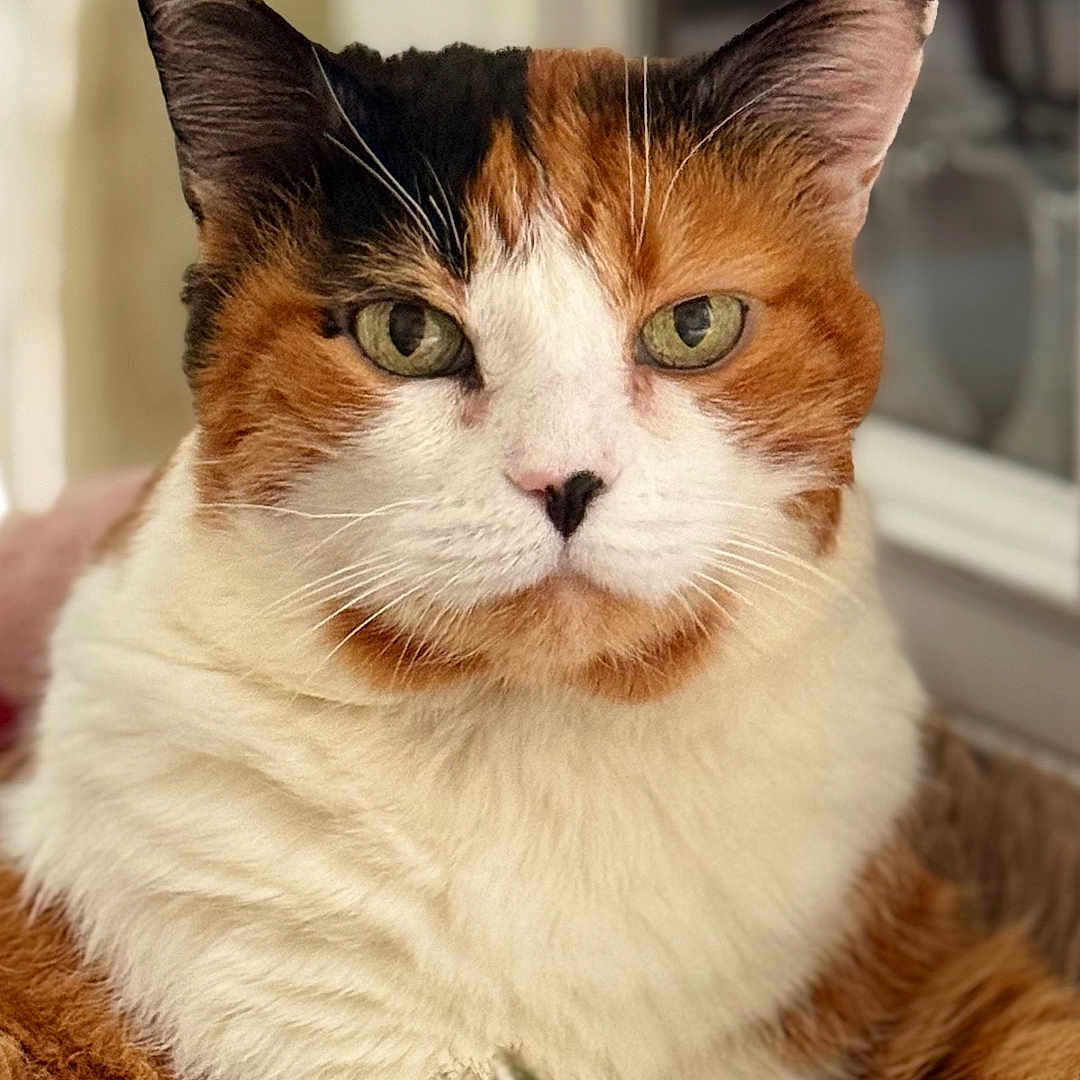 Maya participe au concours pour gagner de l'argent avec cette photo : animal, bed, calico, cat, closeup, comfortable, cozy, cute, domestic, ears, eyes, feline, fur, indoor, pet, portrait, resting, soft, toy, whiskers