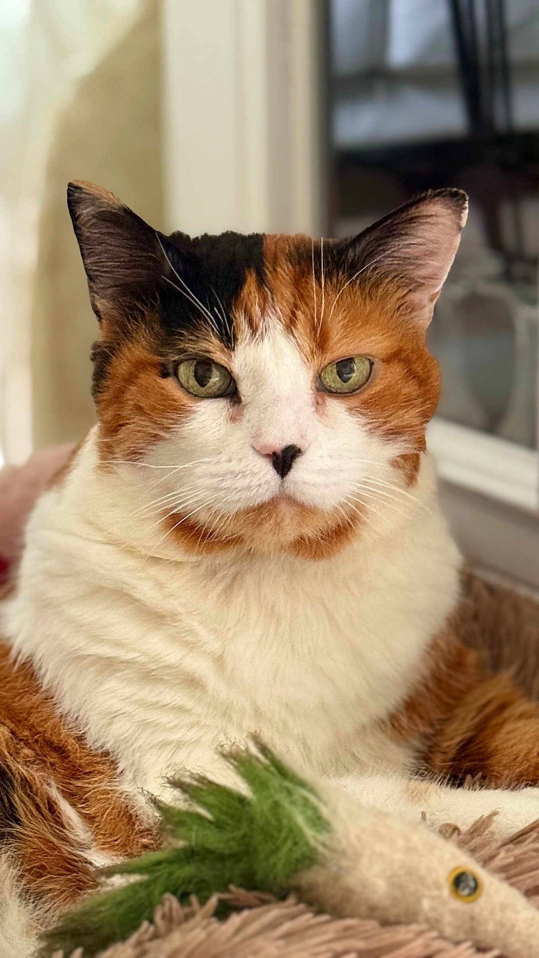 Maya
