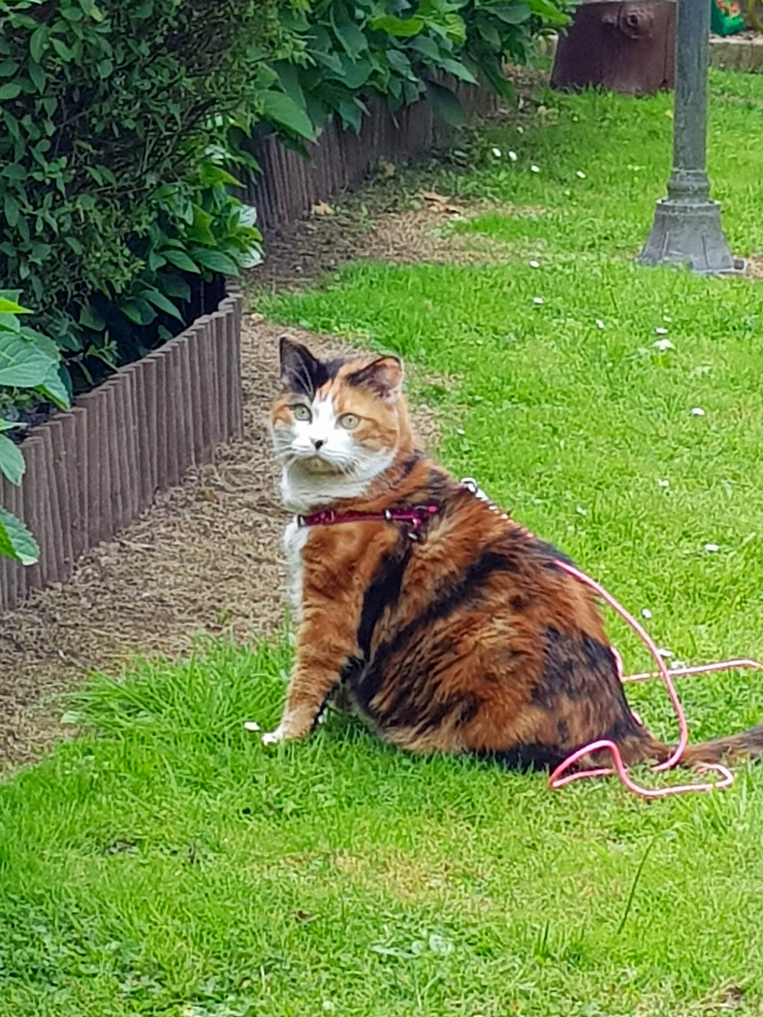 Maya participe au concours pour gagner de l'argent avec cette photo : carnivore, cat, domestic_short_haired_cat, felidae, fence, fur, garden, grass, grass_family, groundcover, home_fencing, plant, small_to_medium_sized_cats, snout, tail, terrestrial_animal, tree, whiskers, wildlife, yard