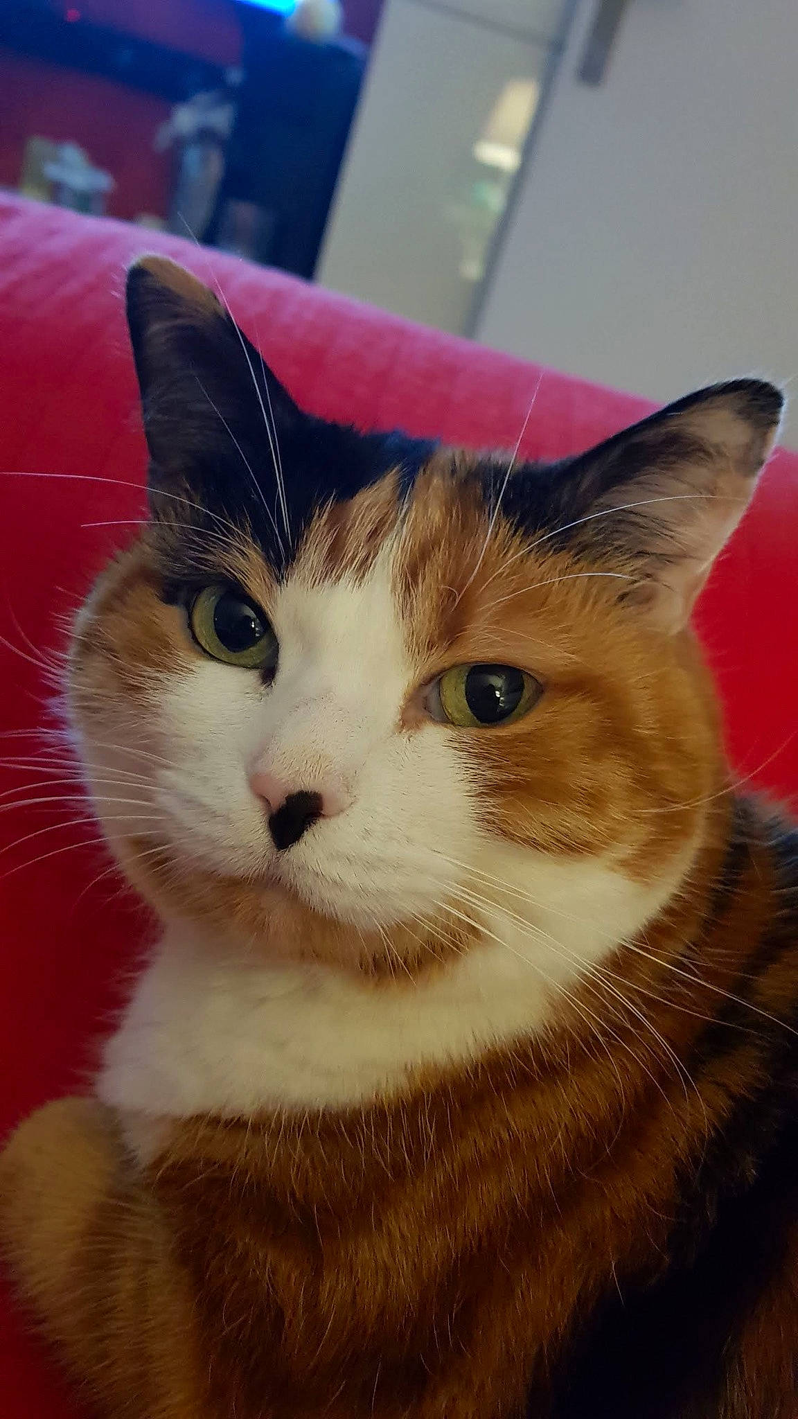 Maya participe au concours pour gagner de l'argent avec cette photo : box, carnivore, cat, cat_supply, comfort, domestic_short_haired_cat, eye, fawn, felidae, fur, iris, paw, small_to_medium_sized_cats, snout, tail, terrestrial_animal, tree, whiskers, window, wood