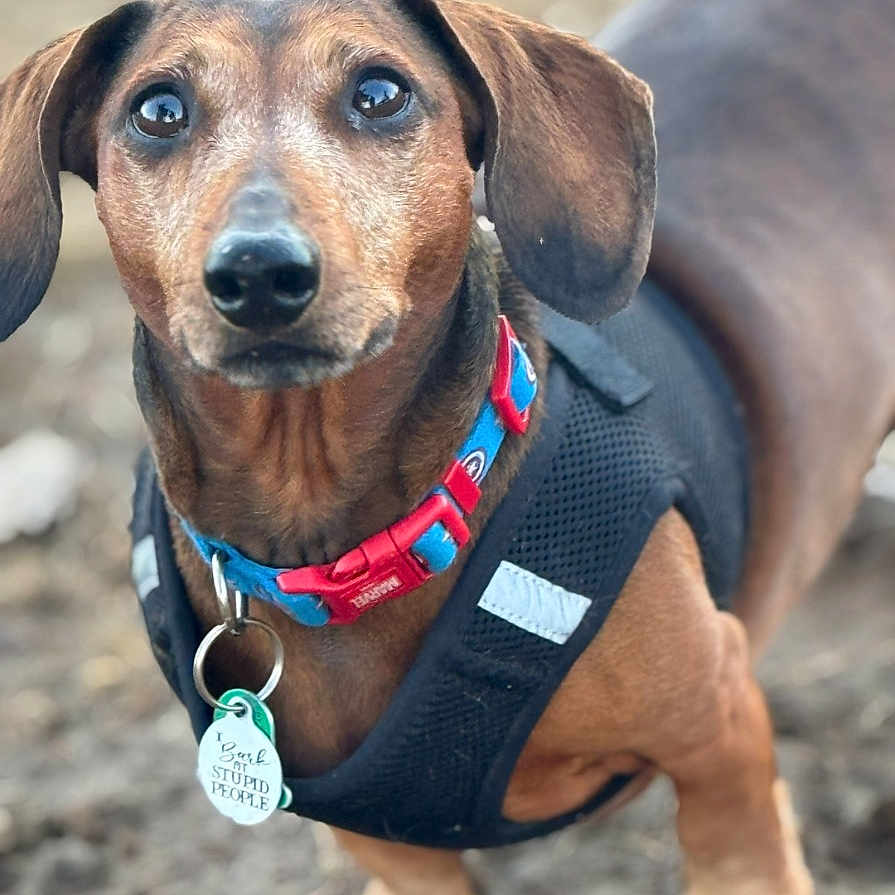Hunter is registered to the contest to win money with this photo: accessories, animal, beagle, canine, collar, dog, formalwear, harness, hound, jewelry, leash, necklace, necktie, pet, policedog, puppy, snout, strap, sunglasses, tie