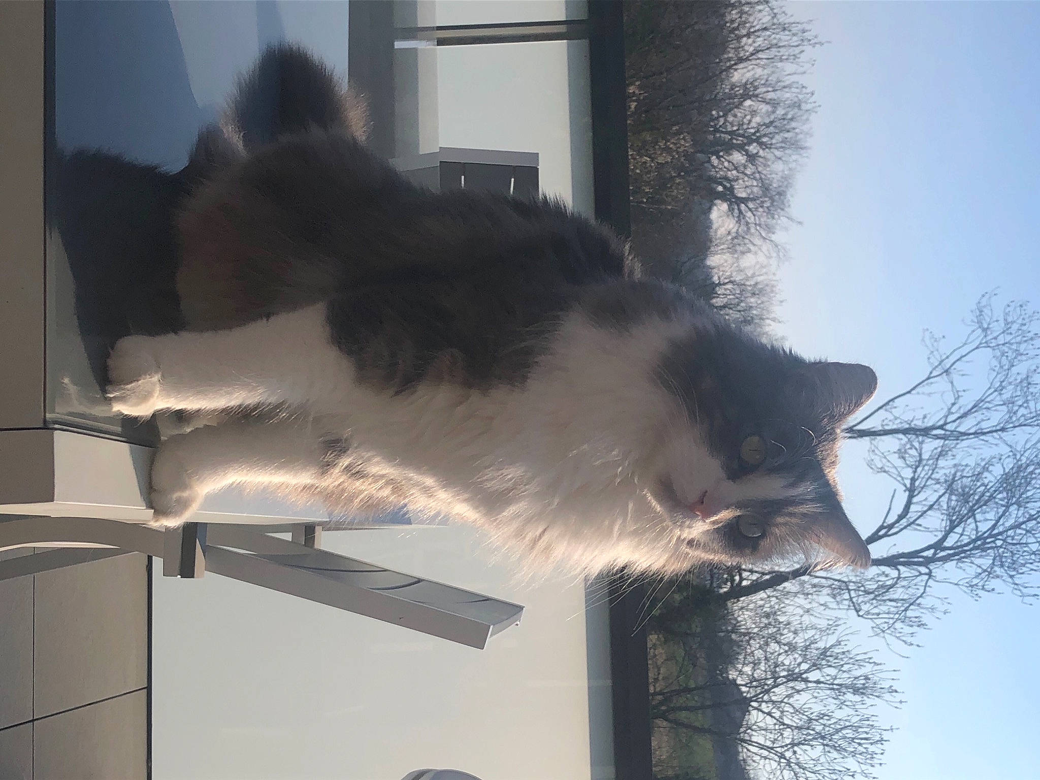 Damon a rejoint le concours — aidez-le/la à gagner de superbes lots ! canidae, carnivore, cat, companion_dog, dog, dog_breed, felidae, fur, plant, sky, small_to_medium_sized_cats, snout, sporting_group, tail, tints_and_shades, tree, twig, whiskers, window, winter