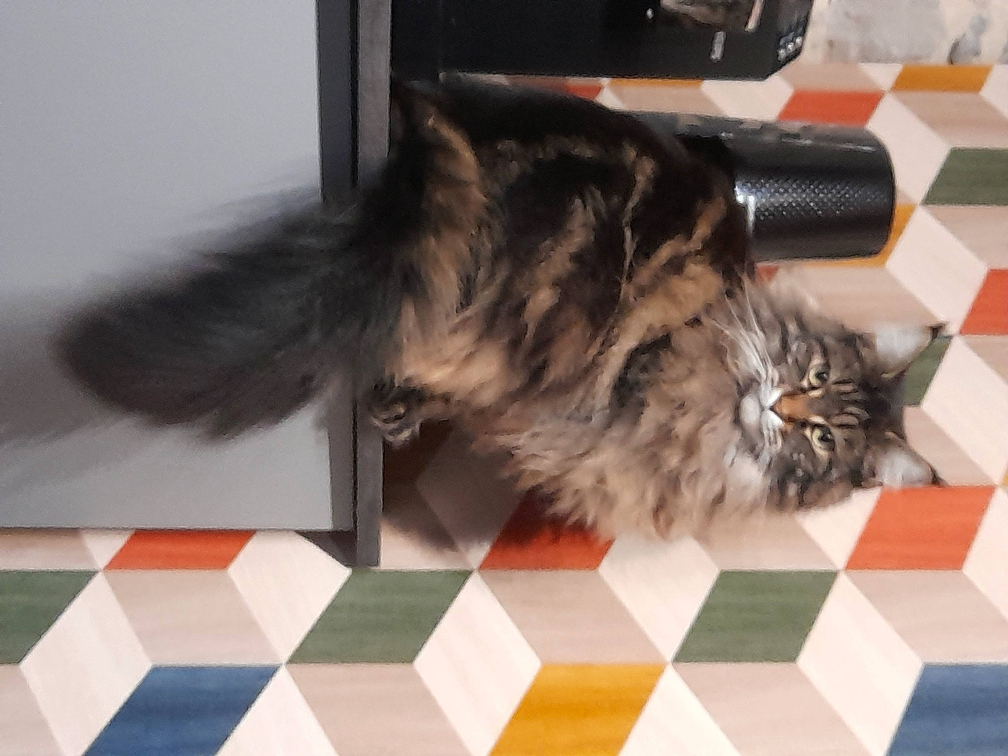 Bonnie a rejoint le concours — aidez-le/la à gagner de superbes lots ! carnivore, cat, claw, companion_dog, dog_breed, fawn, felidae, floor, flooring, fur, hardwood, pattern, paw, recreation, small_to_medium_sized_cats, snout, tail, terrestrial_animal, tile, whiskers