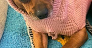 Coco joined the competition — help win amazing prizes! dog, small_dog, pet, animal, pink_sweater, knitwear, hood, pom_poms, clothing, cute, portrait, close_up, brown_fur, paws, claws, blanket, blue_blanket, indoor, cozy, funny
