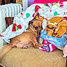 Coco is registered to the contest to win money with this photo: dog, small_dog, brown_dog, pet, animal, face, eyes, lying_down, sleeping, blanket, plush_toys, couch, chair, upholstery, cozy, indoors, living_room, radiator, colorful, cute