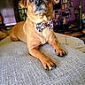 dog, pet, portrait, bow_tie, brown_fur, short_hair, floppy_ears, large_eyes, black_nose, paws, claws, sitting, couch, indoor, living_room, home, furniture, purple_wall, framed_pictures, lamp