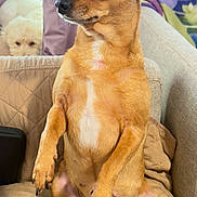 Coco joined the competition — help win amazing prizes! dog, puppy, small_dog, tan_fur, white_chest, sitting, upright_posture, front_paws, floppy_ears, dark_eyes, black_nose, long_claws, couch, cushion, blanket, living_room, curtains, indoor, fluffy_companion, portrait