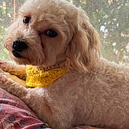Lulu joined the competition — help win amazing prizes! dog, pet, canine, cream_coat, curly_fur, fluffy, yellow_bandana, knitted_accessory, lounging, lying_down, couch, blanket, colorful_fabric, window, curtain, sunlight, indoors, home, portrait, cute