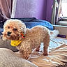 Lulu joined the competition — help win amazing prizes! dog, puppy, curly_fur, small_dog, yellow_bandana, collar, standing, indoor, living_room, chair, couch, cushions, blanket, purple_wall, window, curtains, houseplants, sunlight, pet, portrait