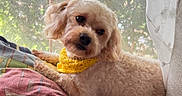Lulu joined the competition — help win amazing prizes! dog, small_dog, fluffy, curly_fur, yellow_scarf, scarf, pet, animal, couch, sofa, cushion, window, curtain, indoors, home, sunlight, relaxed, head_tilt, portrait, cute