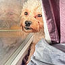 Lulu joined the competition — help win amazing prizes! blanket, brown_fur, cozy, curly_fur, curtains, cute, dog, eyes, face, fluffy, funny, home, indoors, nose, peeking, pet, portrait, puppy, sunlight, window